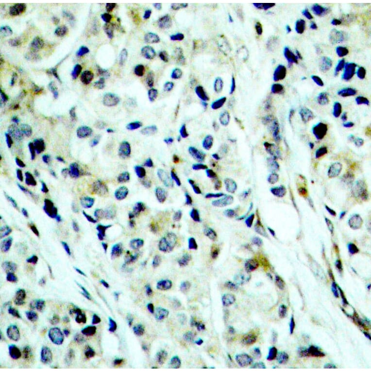 Immunohistochemistry - Anti-HDAC5 (phospho Ser498) Antibody (A16511) - Antibodies.com