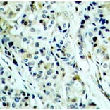Immunohistochemistry - Anti-HDAC5 (phospho Ser498) Antibody (A16511) - Antibodies.com