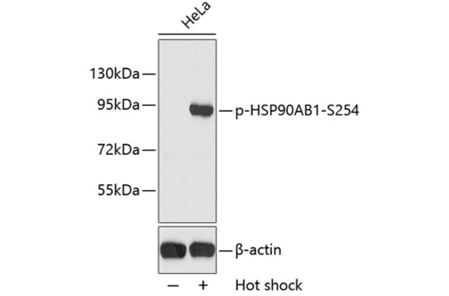Western Blot - Anti-HSP90AB1 (phospho S254) Antibody (AP0203) - Antibodies.com