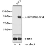 Western Blot - Anti-HSP90AB1 (phospho S254) Antibody (AP0203) - Antibodies.com