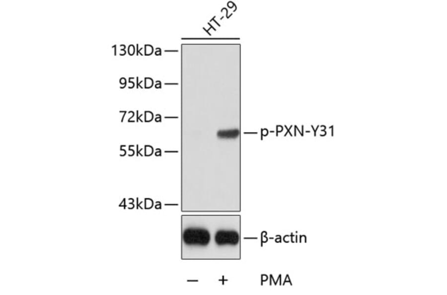 Western Blot - Anti-PXN (phospho Y31) Antibody (AP0206) - Antibodies.com