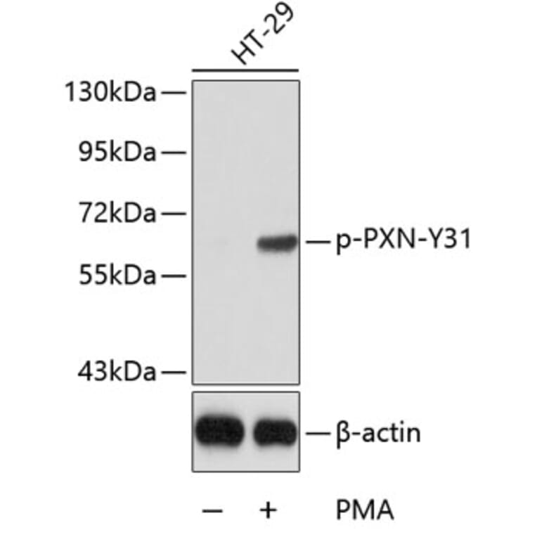 Western Blot - Anti-PXN (phospho Y31) Antibody (AP0206) - Antibodies.com
