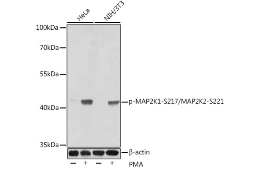 Western Blot - Anti-MEK1 (phospho Ser217) + MEK2 (phospho Ser221) Antibody (A16515) - Antibodies.com