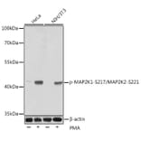 Western Blot - Anti-MEK1 (phospho Ser217) + MEK2 (phospho Ser221) Antibody (A16515) - Antibodies.com