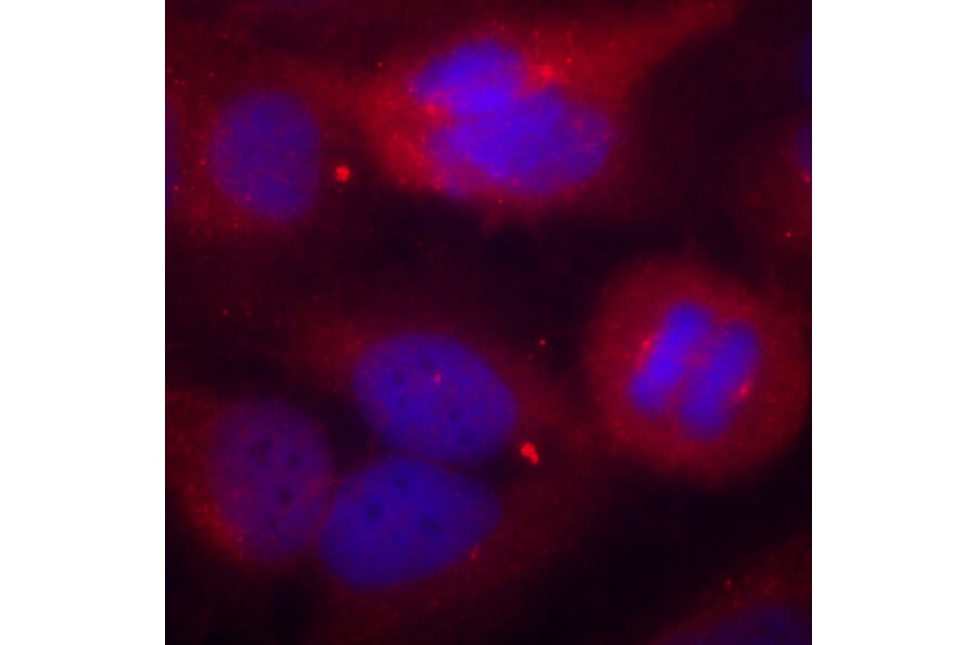 Immunofluorescence - Anti-TH (phospho S40) Antibody (AP0211) - Antibodies.com