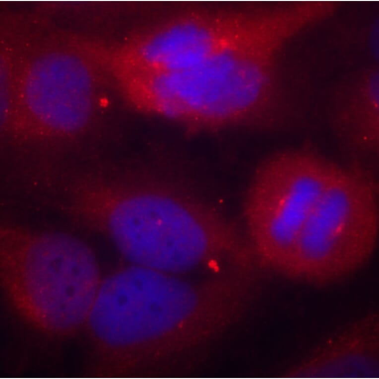 Immunofluorescence - Anti-TH (phospho S40) Antibody (AP0211) - Antibodies.com
