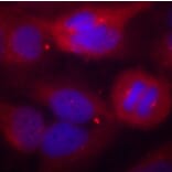 Immunofluorescence - Anti-TH (phospho S40) Antibody (AP0211) - Antibodies.com