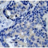 Immunohistochemistry - Anti-PYK2 (phospho Tyr402) Antibody (A16518) - Antibodies.com