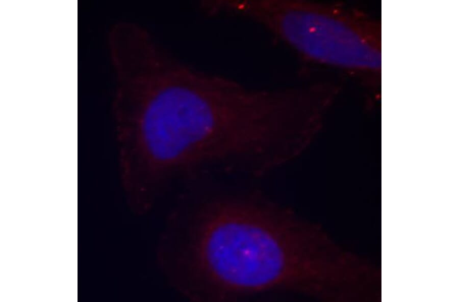 Immunofluorescence - Anti-PYK2 (phospho Tyr402) Antibody (A16518) - Antibodies.com