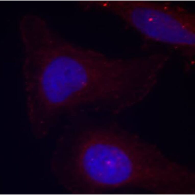 Immunofluorescence - Anti-PYK2 (phospho Tyr402) Antibody (A16518) - Antibodies.com