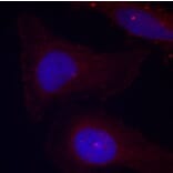 Immunofluorescence - Anti-PYK2 (phospho Tyr402) Antibody (A16518) - Antibodies.com