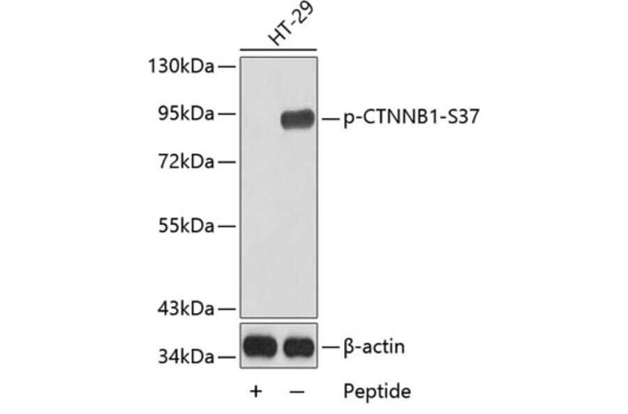 Western Blot - Anti-CTNNB1 (phospho S37) Antibody (AP0217) - Antibodies.com