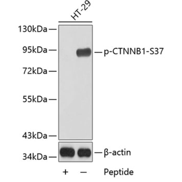 Western Blot - Anti-CTNNB1 (phospho S37) Antibody (AP0217) - Antibodies.com