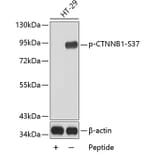 Western Blot - Anti-CTNNB1 (phospho S37) Antibody (AP0217) - Antibodies.com