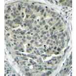 Immunohistochemistry - Anti-CTNNB1 (phospho S37) Antibody (AP0217) - Antibodies.com