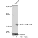 Western Blot - Anti-Stathmin 1 (phospho Ser38) Antibody (A16524) - Antibodies.com