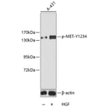 Western Blot - Anti-MET (phospho Y1234) Antibody (AP0222) - Antibodies.com