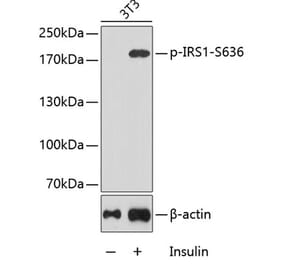 Western Blot - Anti-IRS1 (phospho Ser636) Antibody (A16528) - Antibodies.com