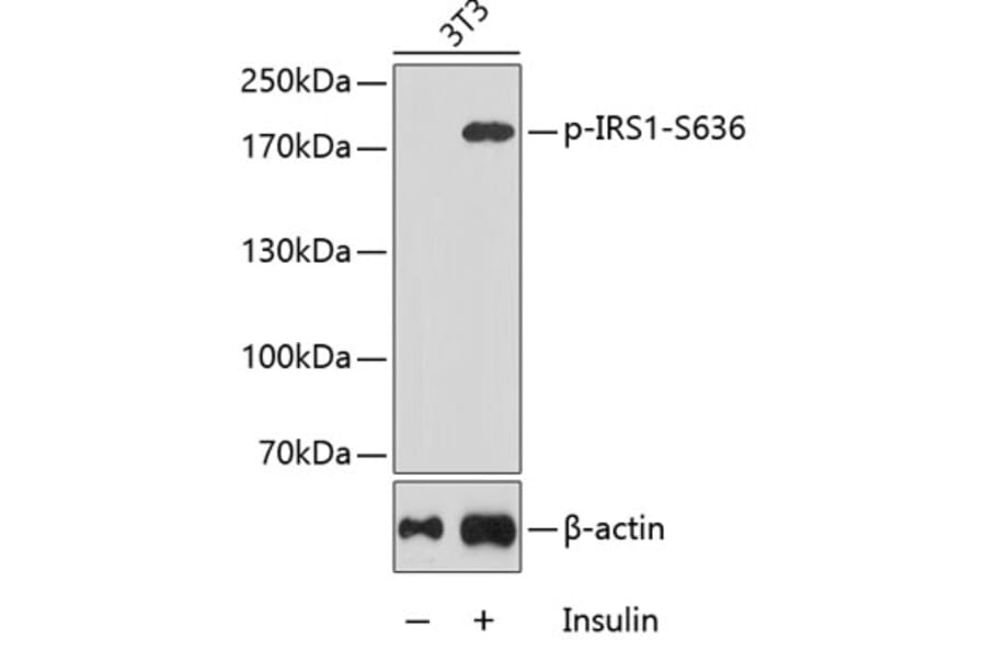 Western Blot - Anti-IRS1 (phospho Ser636) Antibody (A16528) - Antibodies.com