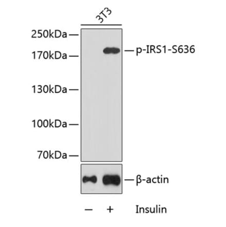 Western Blot - Anti-IRS1 (phospho Ser636) Antibody (A16528) - Antibodies.com