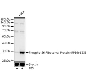 Western Blot - Anti-RPS6 (Phospho S235) Antibody (A16530) - Antibodies.com