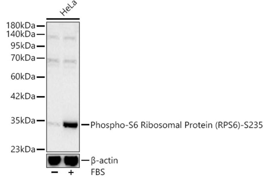 Western Blot - Anti-RPS6 (Phospho S235) Antibody (A16530) - Antibodies.com