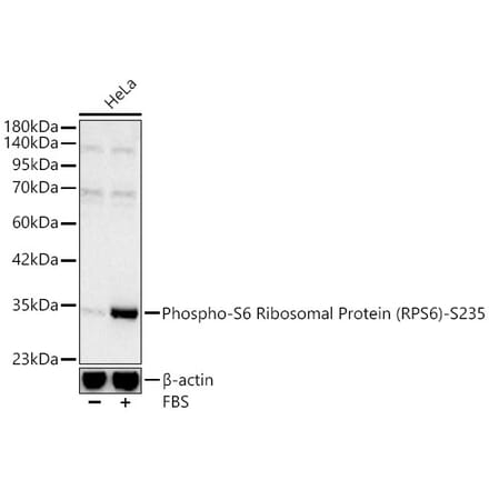 Western Blot - Anti-RPS6 (Phospho S235) Antibody (A16530) - Antibodies.com
