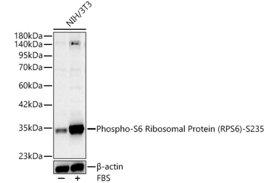 Western Blot - Anti-RPS6 (Phospho S235) Antibody (A16530) - Antibodies.com