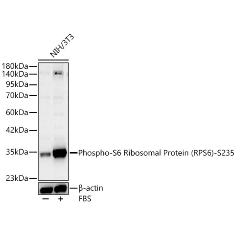 Western Blot - Anti-RPS6 (Phospho S235) Antibody (A16530) - Antibodies.com