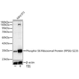 Western Blot - Anti-RPS6 (Phospho S235) Antibody (A16530) - Antibodies.com