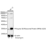Western Blot - Anti-RPS6 (Phospho S235) Antibody (A16530) - Antibodies.com