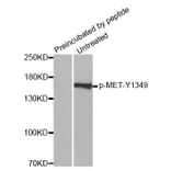 Western Blot - Anti-MET (phospho Y1349) Antibody (AP0230) - Antibodies.com