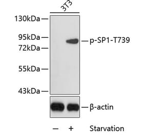 Western Blot - Anti-SP1 (phospho Thr739) Antibody (A16533) - Antibodies.com