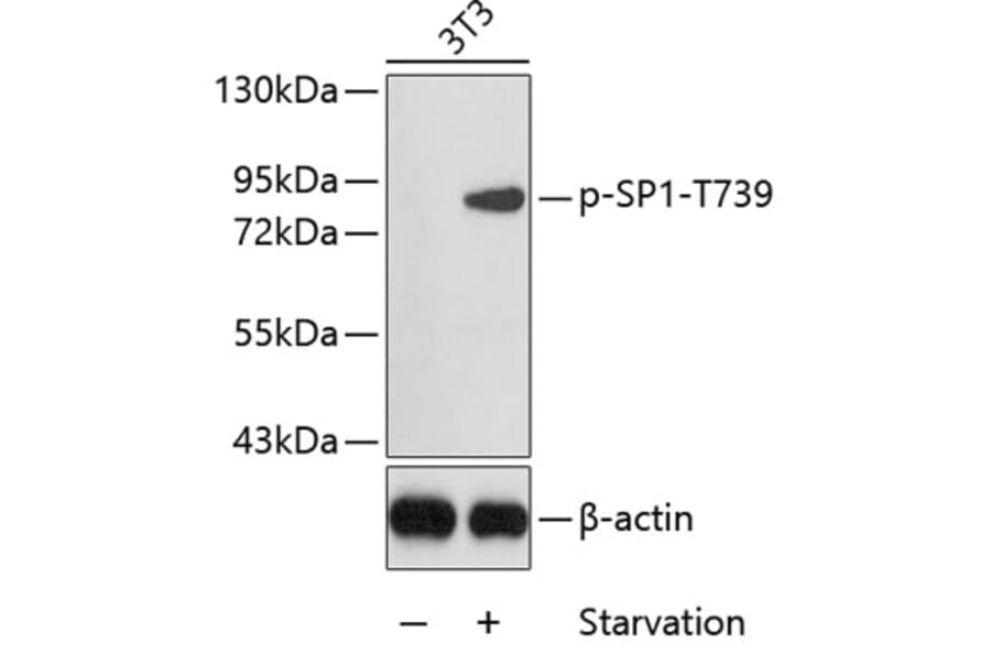 Western Blot - Anti-SP1 (phospho Thr739) Antibody (A16533) - Antibodies.com