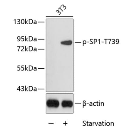 Western Blot - Anti-SP1 (phospho Thr739) Antibody (A16533) - Antibodies.com