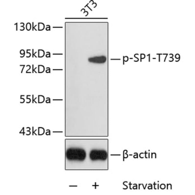 Western Blot - Anti-SP1 (phospho Thr739) Antibody (A16533) - Antibodies.com