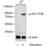 Western Blot - Anti-SP1 (phospho Thr739) Antibody (A16533) - Antibodies.com