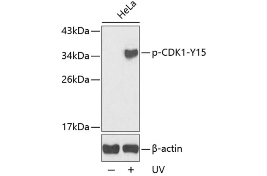 Western Blot - Anti-CDK1 (phospho Y15) Antibody (AP0233) - Antibodies.com