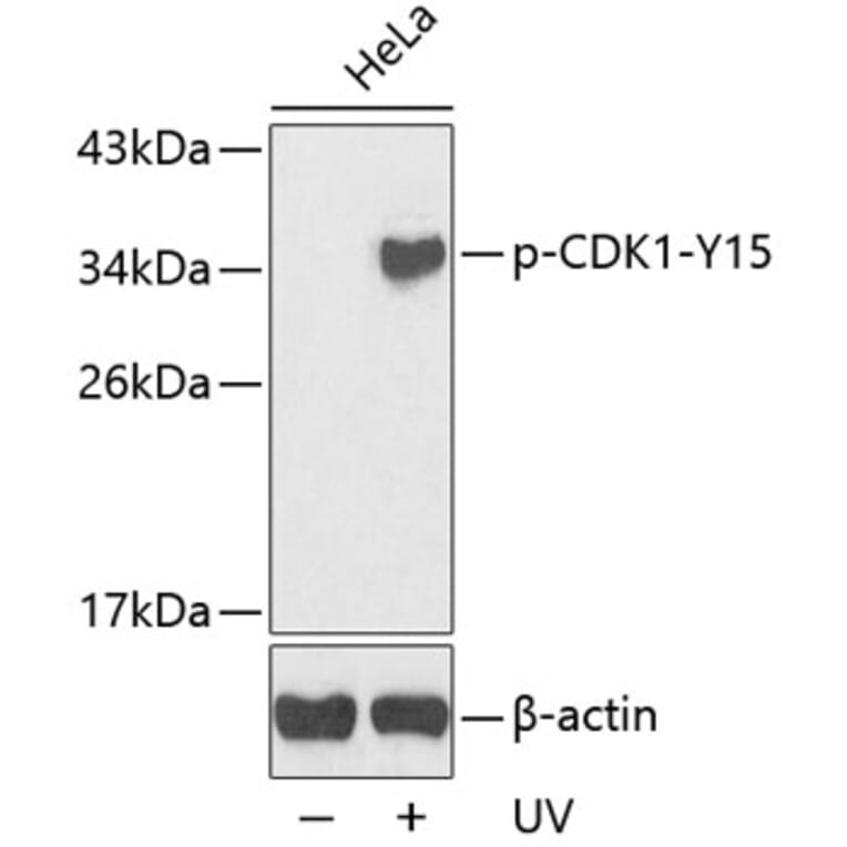 Western Blot - Anti-CDK1 (phospho Y15) Antibody (AP0233) - Antibodies.com