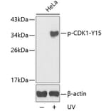 Western Blot - Anti-CDK1 (phospho Y15) Antibody (AP0233) - Antibodies.com