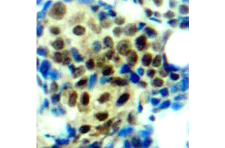 Immunohistochemistry - Anti-ERK1 (phospho Thr202) + ERK2 (phospho Thr185) Antibody (A16535) - Antibodies.com