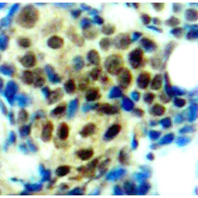 Immunohistochemistry - Anti-ERK1 (phospho Thr202) + ERK2 (phospho Thr185) Antibody (A16535) - Antibodies.com