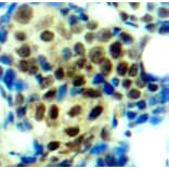 Immunohistochemistry - Anti-ERK1 (phospho Thr202) + ERK2 (phospho Thr185) Antibody (A16535) - Antibodies.com