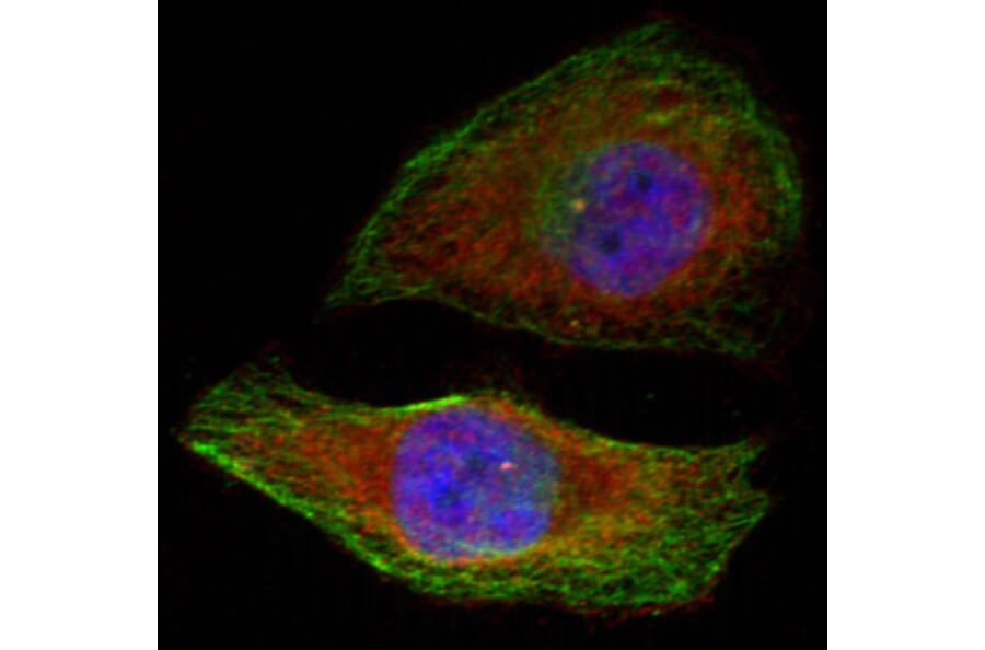Immunofluorescence - Anti-ERK1 (phospho Thr202) + ERK2 (phospho Thr185) Antibody (A16535) - Antibodies.com
