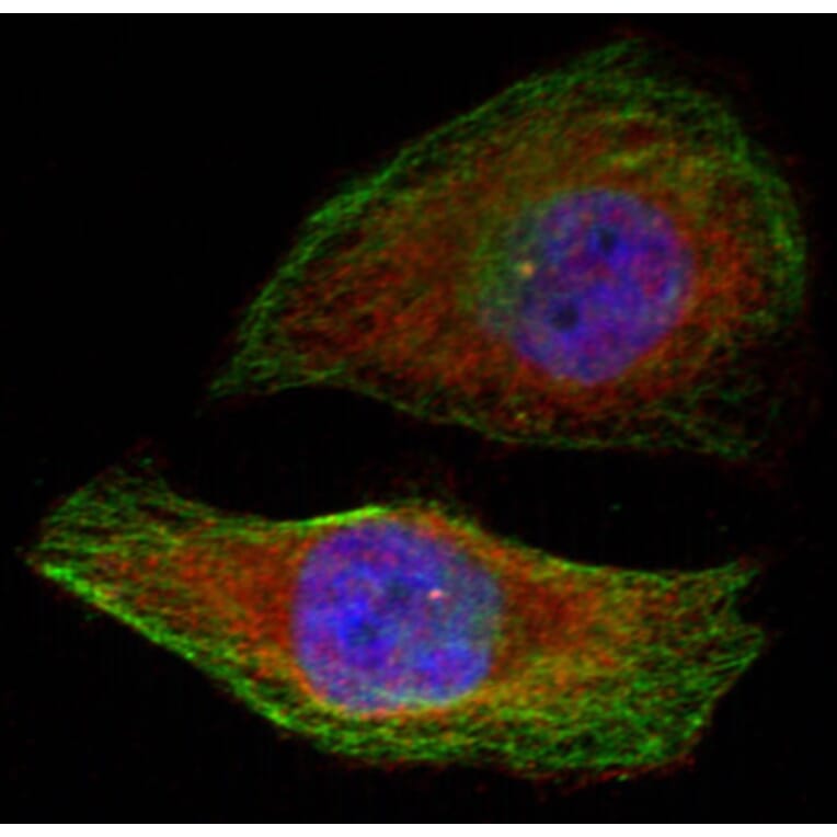 Immunofluorescence - Anti-ERK1 (phospho Thr202) + ERK2 (phospho Thr185) Antibody (A16535) - Antibodies.com