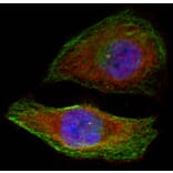 Immunofluorescence - Anti-ERK1 (phospho Thr202) + ERK2 (phospho Thr185) Antibody (A16535) - Antibodies.com
