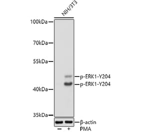 Western Blot - Anti-ERK1 (phospho Tyr204) Antibody (A16536) - Antibodies.com