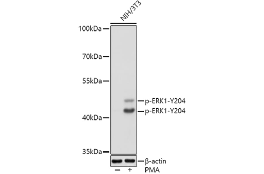 Western Blot - Anti-ERK1 (phospho Tyr204) Antibody (A16536) - Antibodies.com