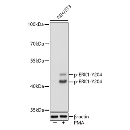 Western Blot - Anti-ERK1 (phospho Tyr204) Antibody (A16536) - Antibodies.com