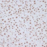 Immunohistochemistry - Anti-ERK1 (phospho Tyr204) Antibody (A16536) - Antibodies.com
